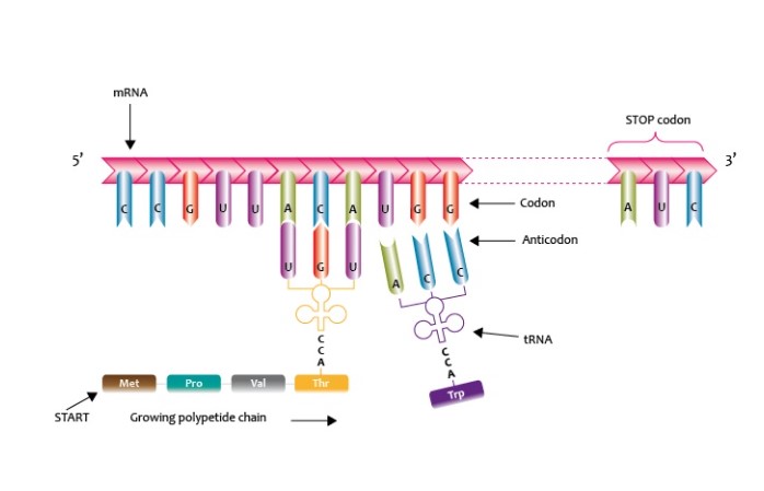 vai trò của mRNA trong quá trình dịch mã